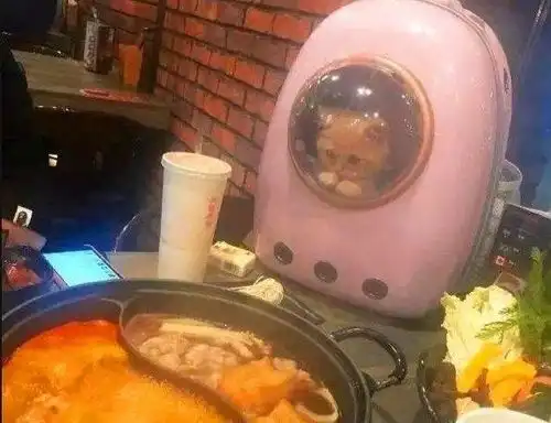  每日一笑现在的铲屎官真是大大滴坏