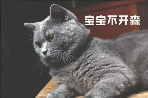  铲屎官用猫咪的不同表情配上文字做成了表情包,太形象了