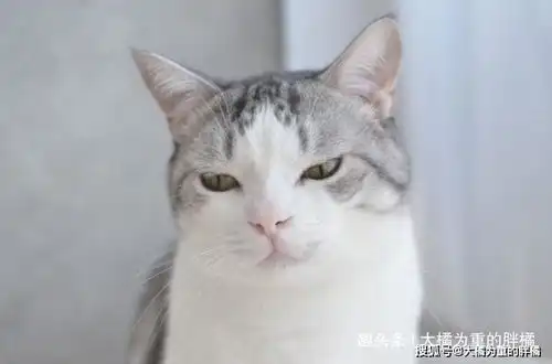  我好想笑,可是我不敢11只猫咪嫌弃的样子都可以做表情包