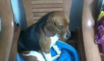  爱犬做错事情摆出内疚的表情,主人心软原谅,狗我演技太好