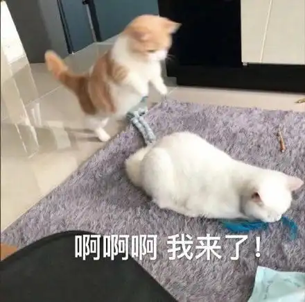  表情包你可真能作