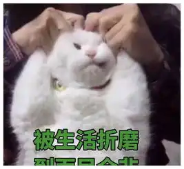  猫咪被骗绝育,回家后女主发现它有点奇怪,走近一看陷入深深自责