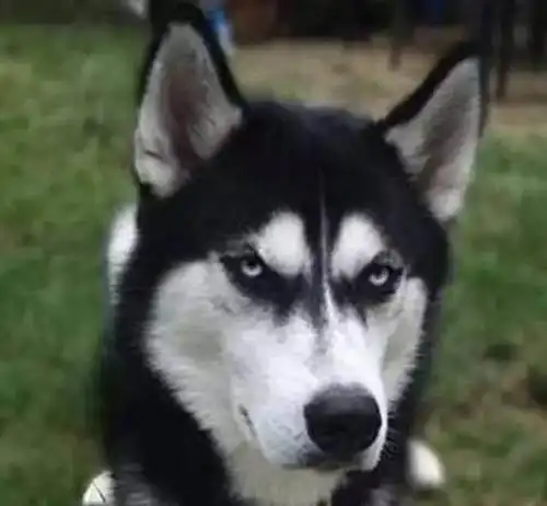  二哈两货在家干架,二哈又,没打赢,但二哈输了的表情笑喷气