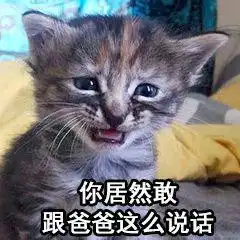 你们有没有珍藏着的猫咪表情包 你们有没有珍藏着的猫咪表情包