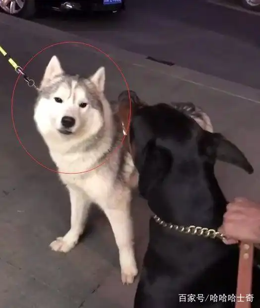  哈士奇把猛犬惹毛了,保定世纪协和二哈立马就怂了,小表情