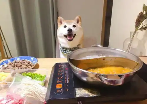  主人吃火锅不忘给柴犬涮肉幸福感爆表的模样逗乐众人狗初恋的感觉