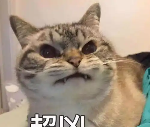  我家猫为什么老爱钻盒子