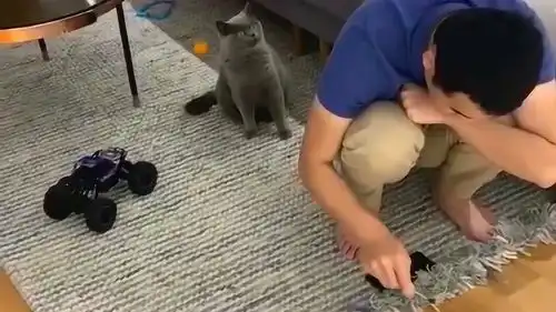  主人刚抱回来的小奶猫,旁边的大猫都嫉妒了,这表情表示不服