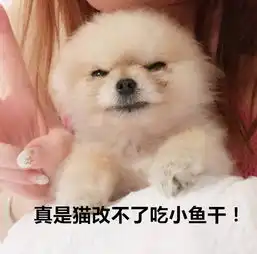  主人是不是欠了狗子八百包小饼干这表情是要准备打架了吧