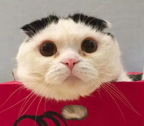  猫咪天生自带发型,一脸喜感表情让人直呼好可爱