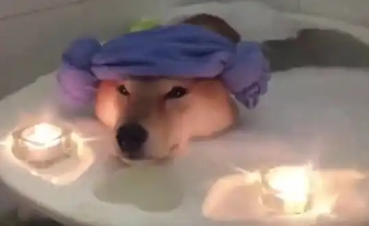 昏昏欲睡表情包每天