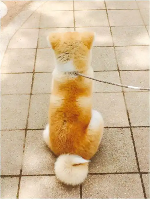  新坐标宠物表情包秋田与其故乡