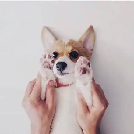  一组萌萌柯基表情包无水印