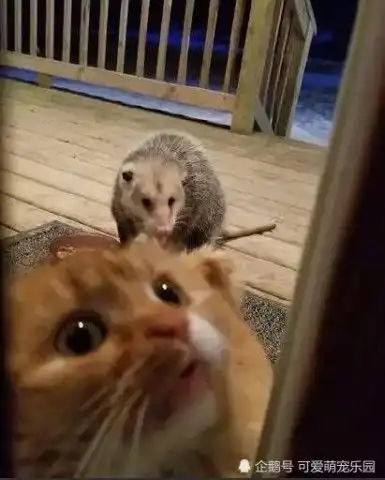  猫主子你这表情是在跟我认错吗