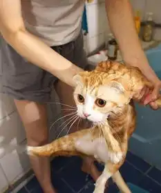  不爱洗澡的猫沐浴时雷人表情秀