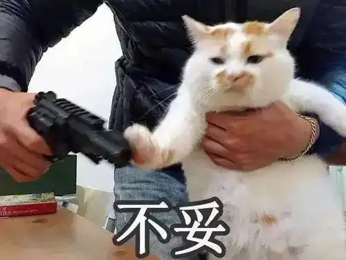 猫咪冲刺表情包刘镇伟