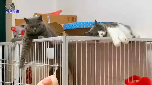  小流浪猫和胖猫妹抢窝大战,别的猫一旁看热闹,胖公猫表情最特别