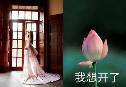  星光大赏红毯杨紫杨幂被嘲,宋茜博眼球,赵丽颖放弃走红毯