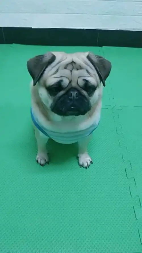  这表情好霸气啊,来了老弟萌宠