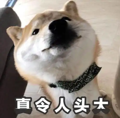  狗子梦到大鸡腿狂舔地板醒来一阵失落哈哈哈