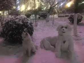  带狗子出去滑雪,狗子这表情丫的是欠你几百万吗