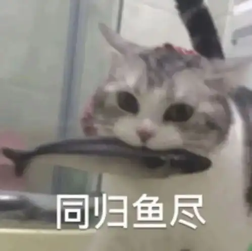  十三只小猫咪被强制执行拍卖这个新闻我能笑一年