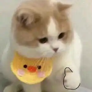  可爱沙雕猫猫