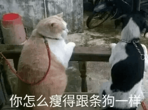 生日快乐恶搞表情包熊猫