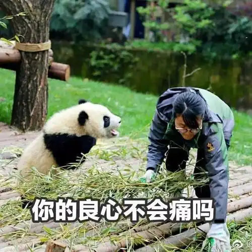 生气熊猫表情包动图暴雨