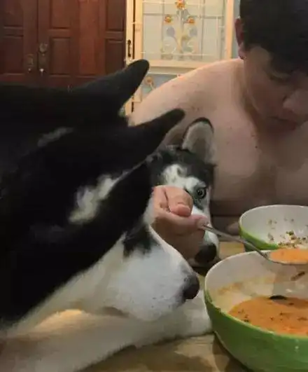  主人想先吃饱再喂哈士奇,没想到........