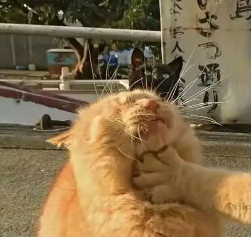 猫沙雕表情包情侣头像