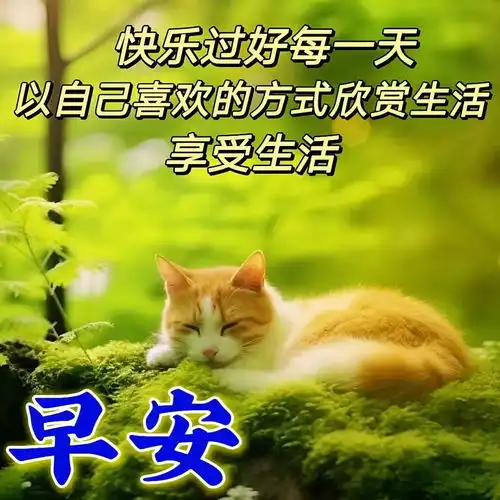  晚上好表情包,晚上好图片,晚上好问候