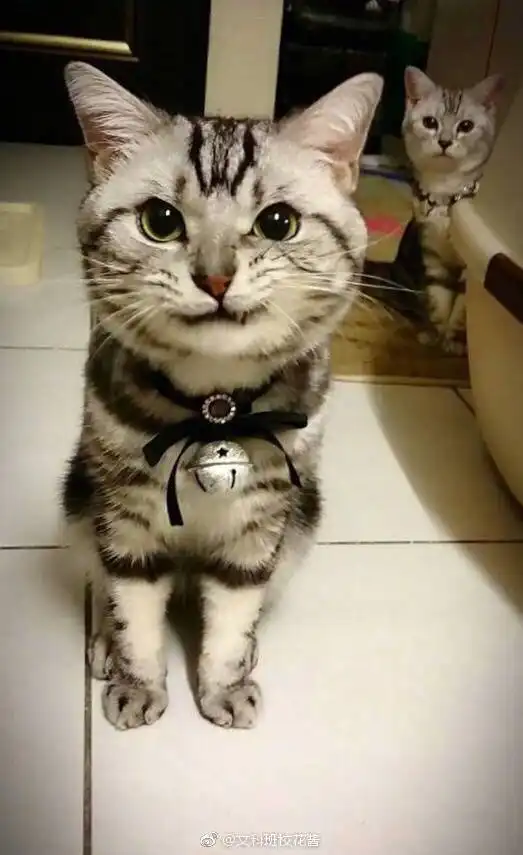  已找到一只戴项圈歪嘴笑很帅的小猫咪照片