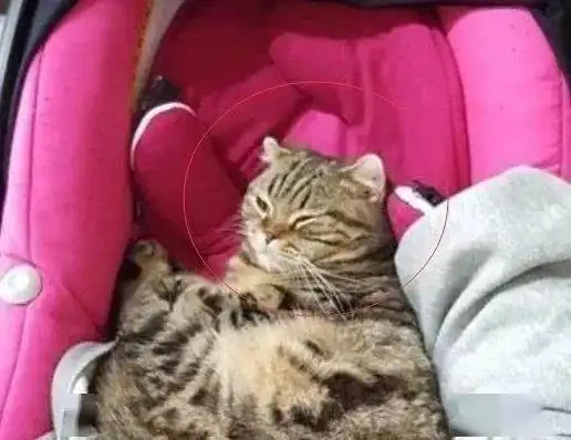 猫咪总是偷偷盯着婴儿,主人担心婴儿的安全,结果却让人笑喷