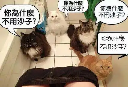 养了猫咪之后,就再也没有隐私这个说法了 养了猫咪之后,就再也没有隐私这个说法了