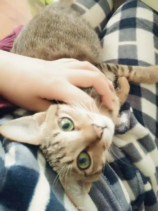  瑠瑠瑠酱的相册写作猫猫读作表情包