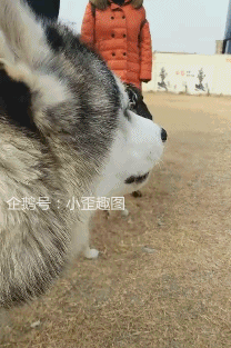  搞笑gif趣图二哈你要记得你去澡堂里也能找到适合的工作