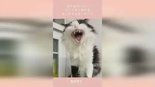  猫咪睡得好好的,主人非得没事找事,最后那表情真的憋不住