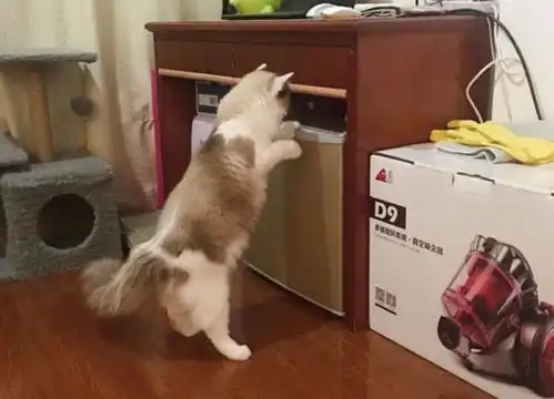  奇葩猫咪会叫我起床上班,在我家除了猫,没人担心我迟到