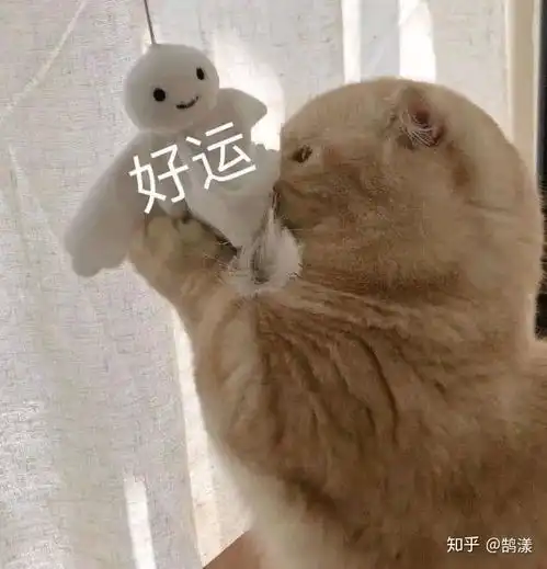 猫咪冲刺表情包金钱