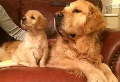 狗狗界有其父必有其子的最佳代表,相似表情动作让大家都萌化了 狗狗界有其父必有其子的最佳代表,相似表情动作让大家都萌化了