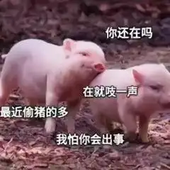  一组色猫动态萌宠表情包这猫咪实在太坏了