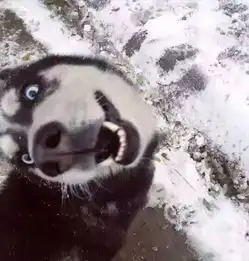  网通社汽车潍坊郑州日产