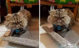  猫咪被剃了猫主人乐了,这可能是第一只贞子猫