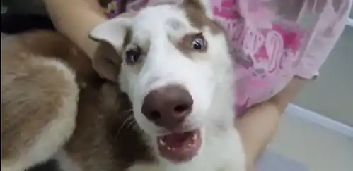  主人带哈士奇去医院,二哈看见针表情亮了,汪轻点,要不我拆你