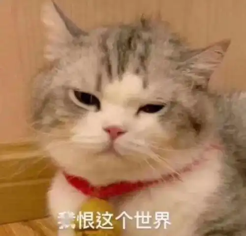  小动物表情包
