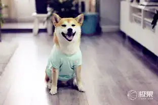 柴犬斜视表情包主人