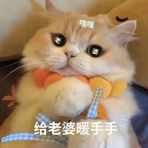  黑猫舔爪表情包微信怎么搜今日头条
