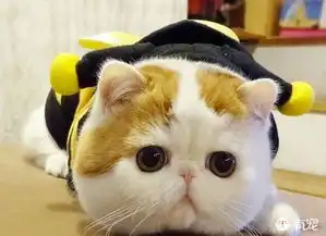  宠物课堂