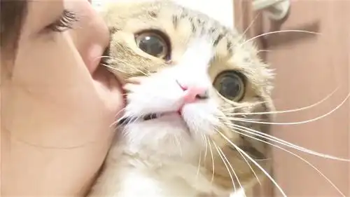  女子让猫咪受了委屈,想要亲吻一下它,猫咪随后的表情让人笑喷